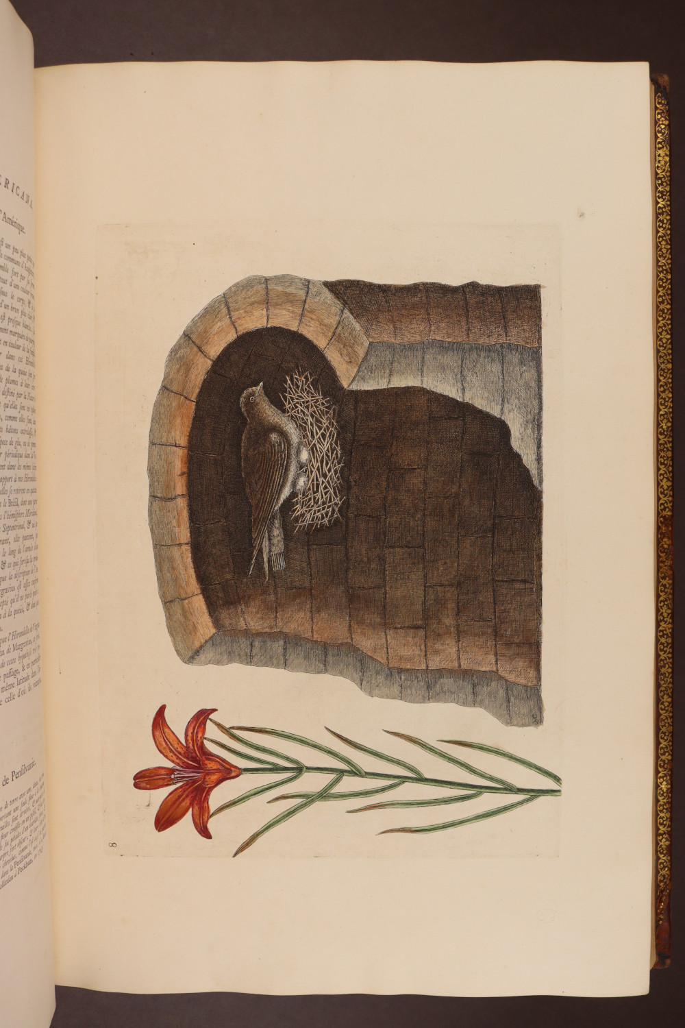 Plate 8